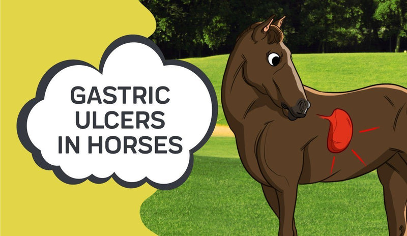 Gastric Ulcers In Horses