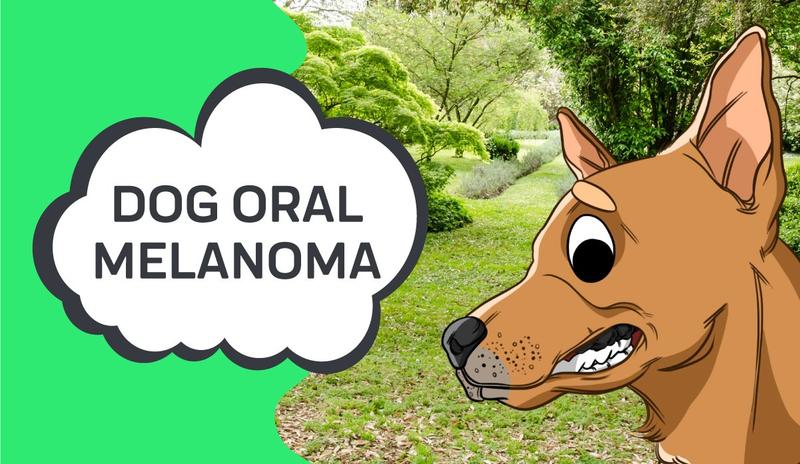 Dog Oral Melanoma