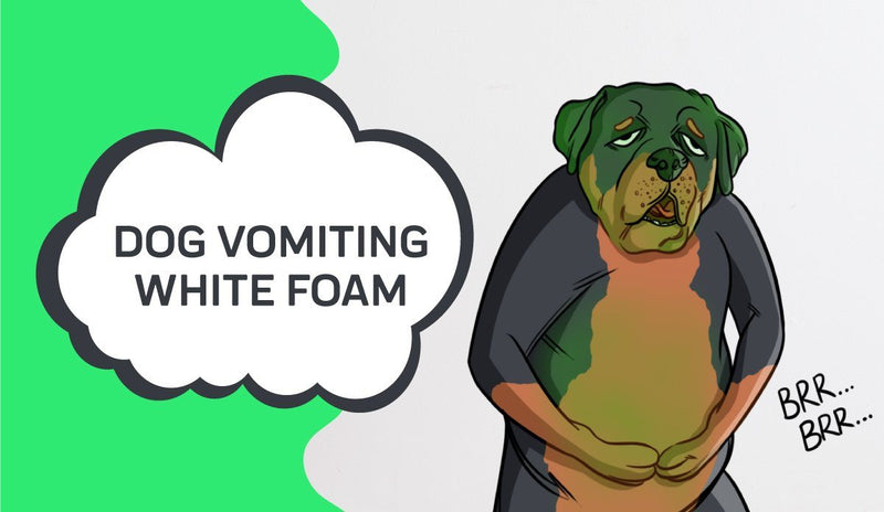Why Is My Dog Vomiting With Foam? Causes and Safety Guide