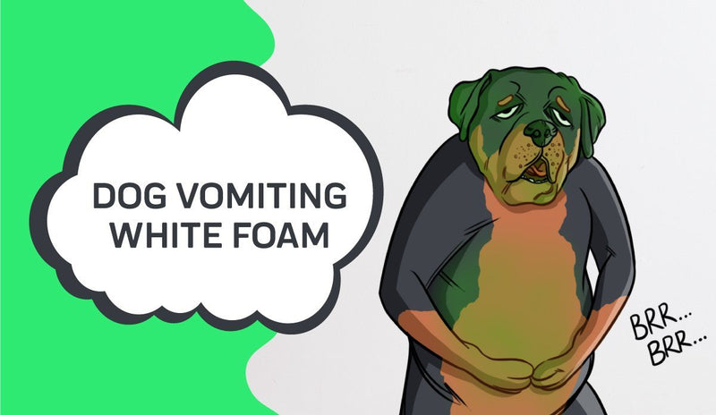 Dog Vomiting White Foam