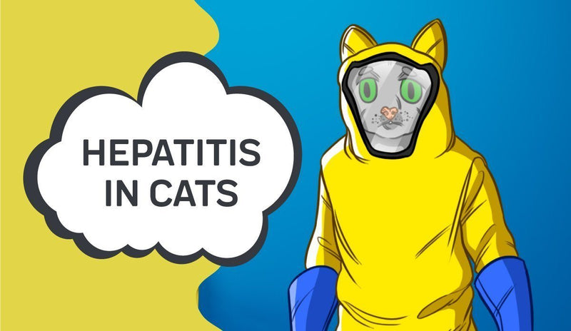 Hepatitis in Cats