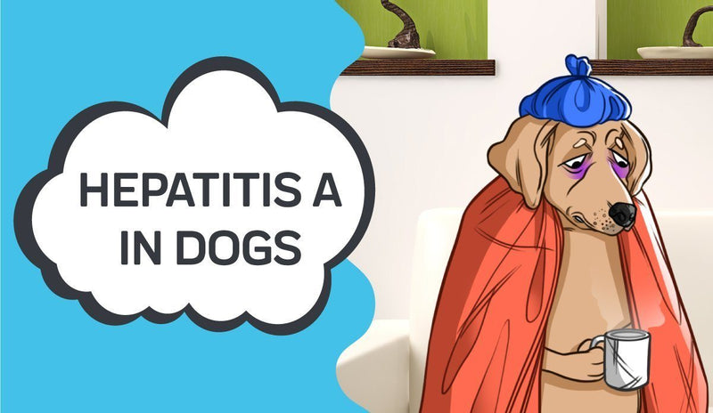 Hepatitis A in Dogs