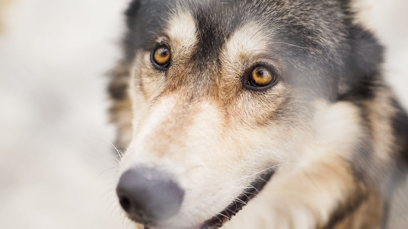 Scientists Conduct Research to Explore 'The Wolf Within' Your Dog