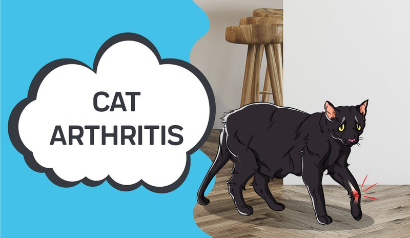 Cat Arthritis - What To Know About Cat Joint Pain