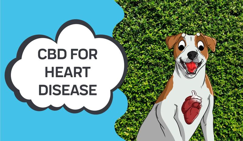 How CBD Can Help with Heart Disease in Dogs