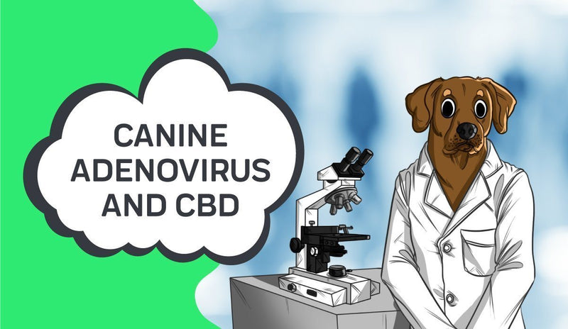Canine Adenovirus and How CBD May Help
