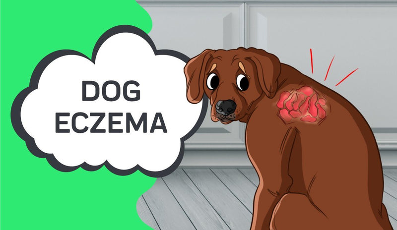 Dog Eczema