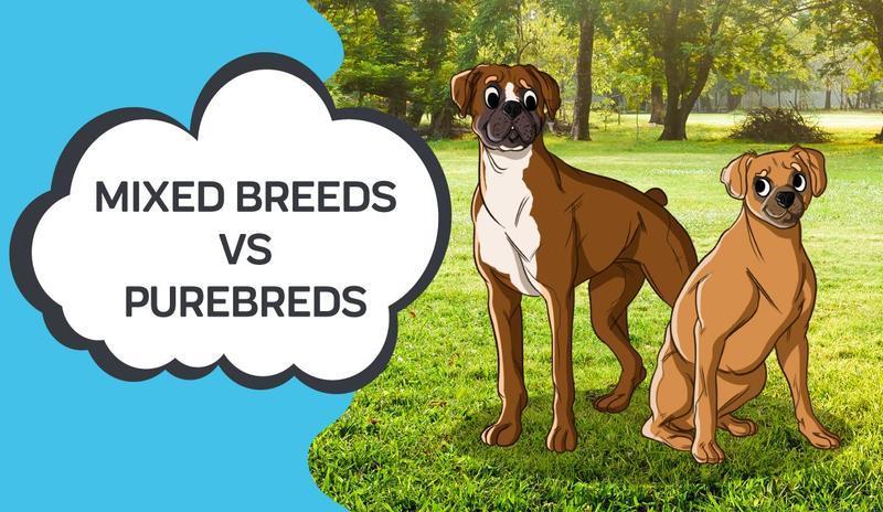 Mixed Breeds vs Purebreds