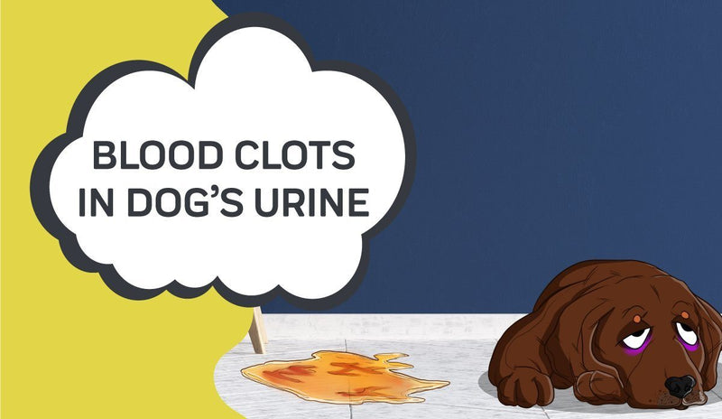 Blood Clots in Dog Urine: Causes, Emergency Signs, and Treatments