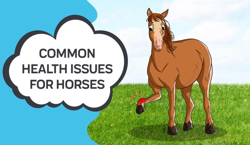 Common Health Issues For Horses