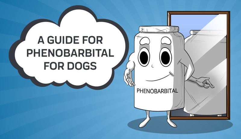 A Complete Guide To Phenobarbital For Dogs