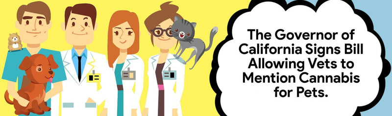 The Governor of California Signs Bill Allowing Vets to Mention Cannabis for Pets