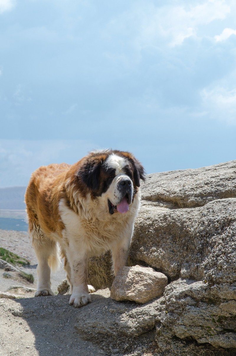 The Russian Bear Dog: The Ultimate Guide To The Caucasian Shepherd