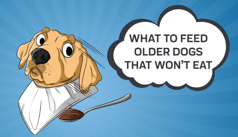 What to Feed Older Dogs That Won’t Eat