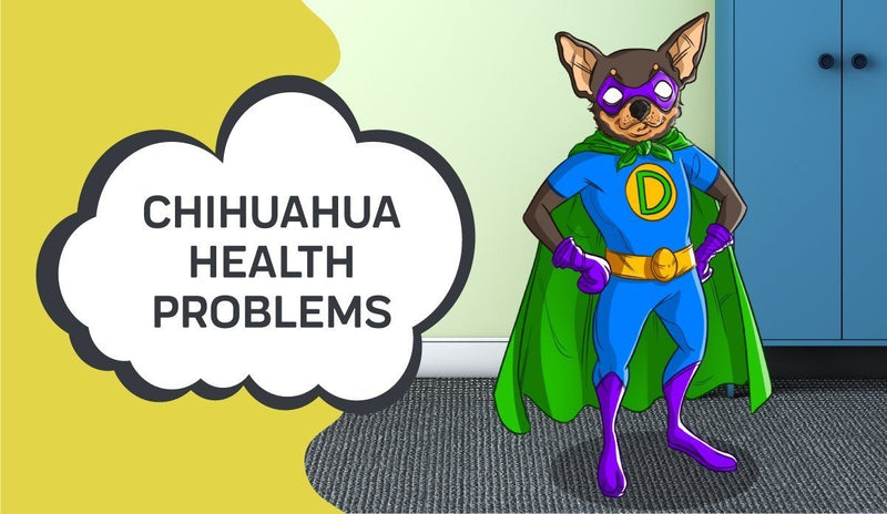 Chihuahua Health Problems
