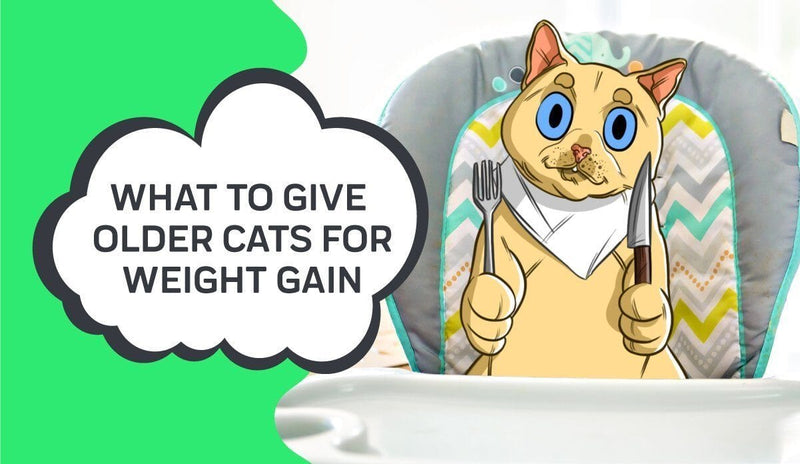 What to Give Older Cats for Weight Gain