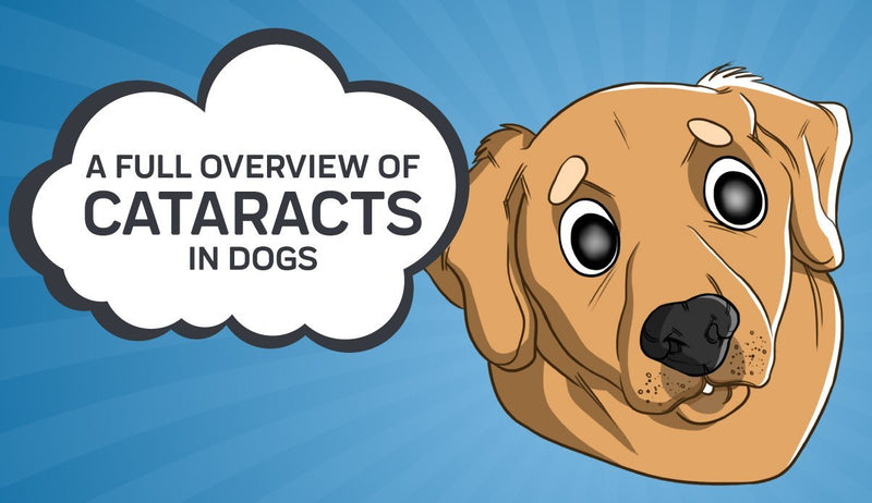 A Full Overview of Cataracts in Dogs