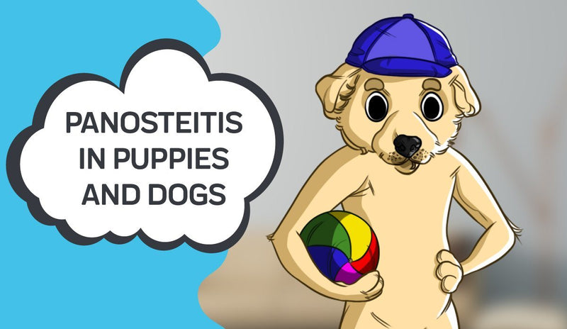 Panosteitis In Puppies and Dogs