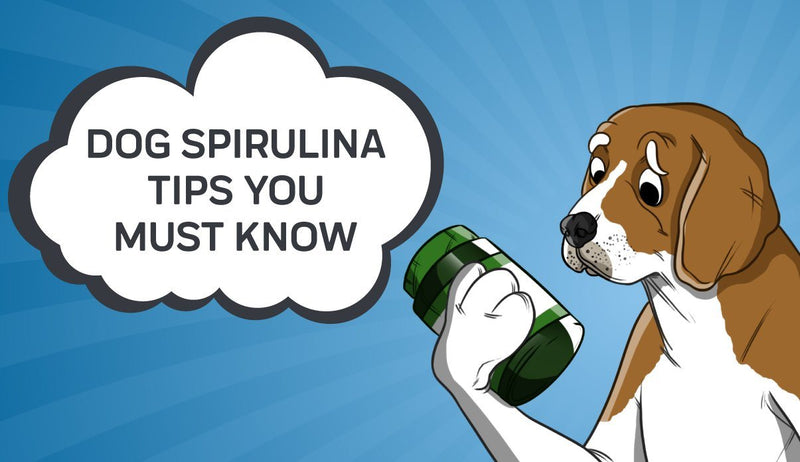 Spirulina For Dogs: An Overview For Pet Parents
