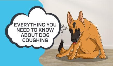 Everything You Need to Know About Dog Coughing