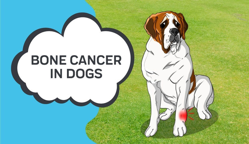 Bone Cancer in Dogs
