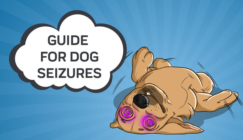 Seizures & Epilepsy in Dogs: What to Look Out for and How to Help