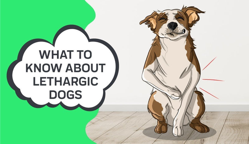 What to Know About Lethargic Dogs