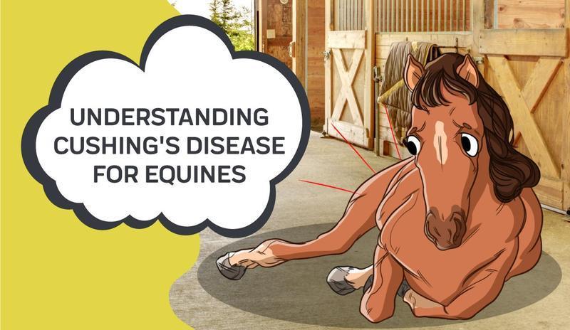 Understanding Cushing's Disease for Equines