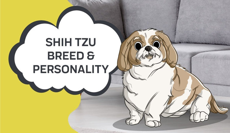 Shih Tzu Breed and Personality