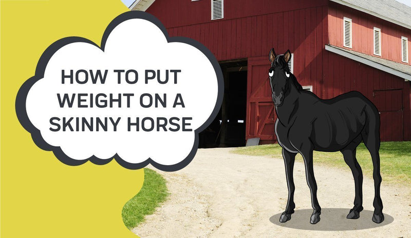 How to Put Weight on A Skinny Horse