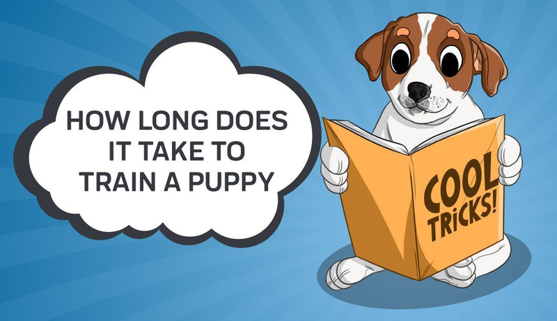How Long Does It Take to Train a Puppy