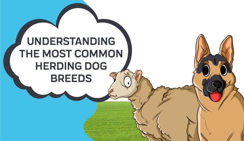 Understanding the Most Common Herding Dog Breeds