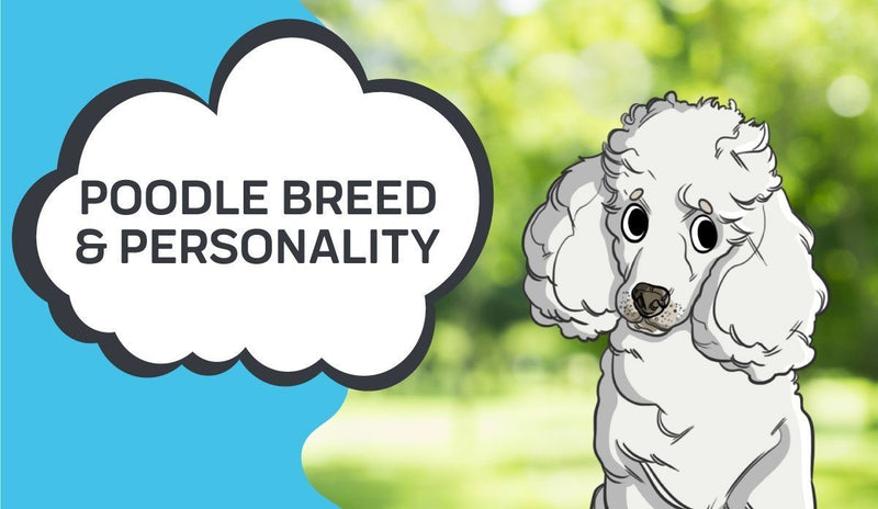 Poodle Personality