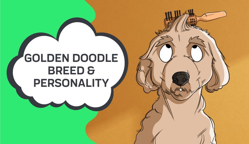 Golden Doodle Breed and Personality