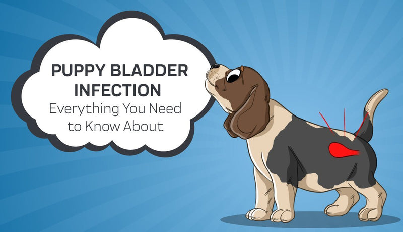 Everything You Need to Know About A Puppy Bladder Infection