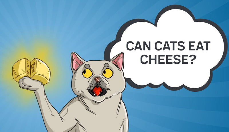 Can Cats Eat Cheese? Is There Cause for Concern?