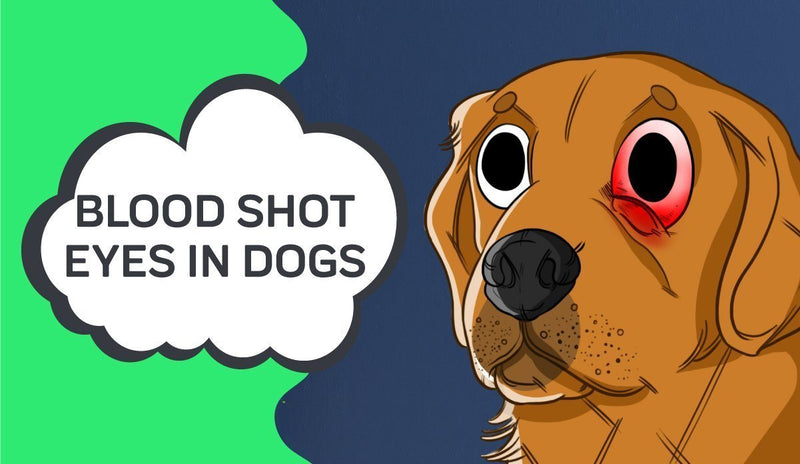 Blood Shot Eyes in Dogs - Signs To Look For In Your Dog's Eyes