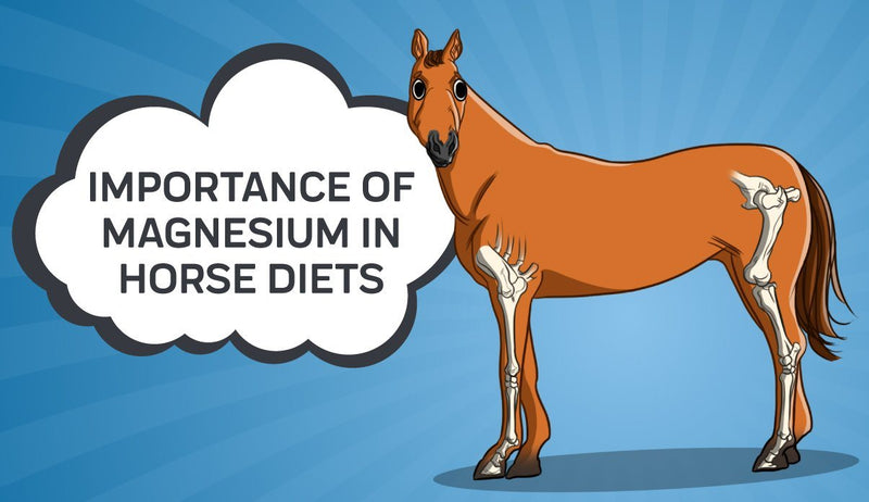 Importance of Magnesium in Horse Diets