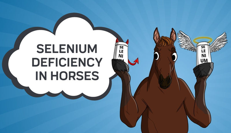 Selenium Deficiency in Horses