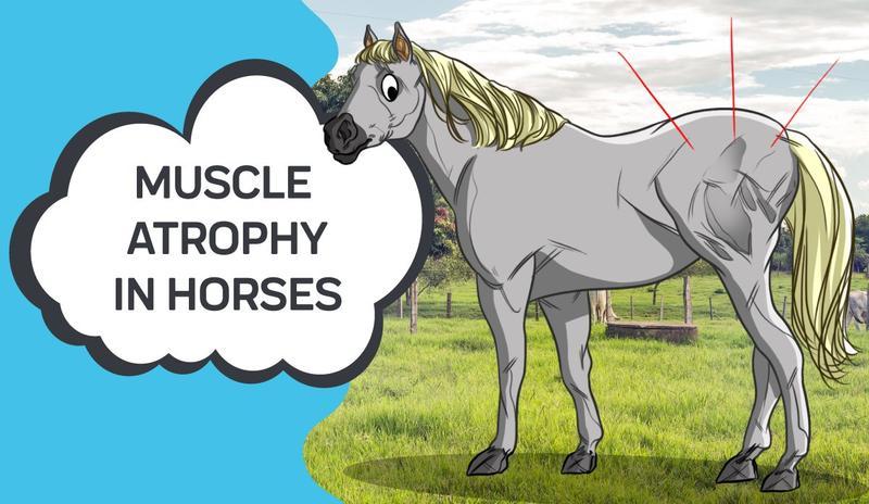 Muscle Atrophy in Horses