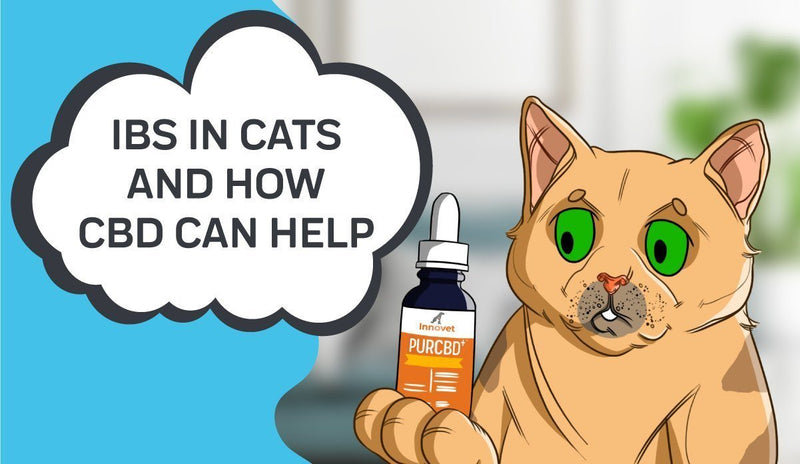 IBS In Cats and How CBD Can Help