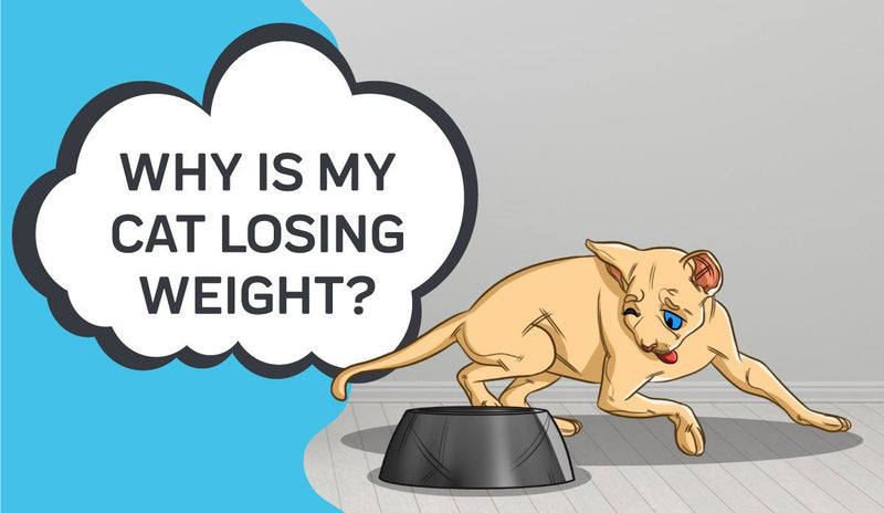 Why is My Cat Losing Weight?