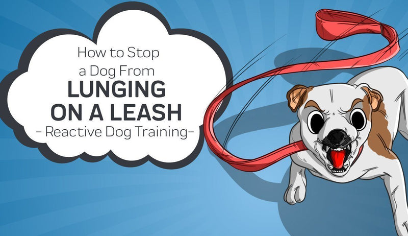 How to Stop a Dog From Lunging On a Leash - Reactive Dog Training