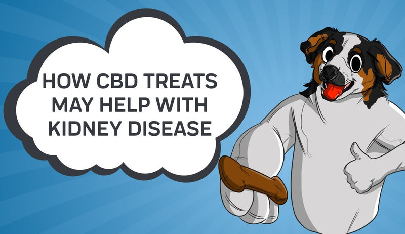 How CBD Treats may Help with Kidney Disease