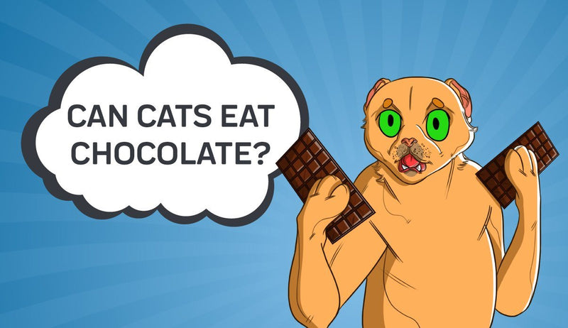 Can Cats Eat Chocolate?