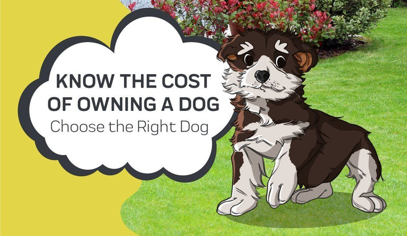 Know the Cost of Owning a Dog - Choose the Right Dog