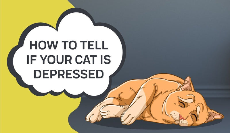 How To Tell If Your Cat Is Depressed