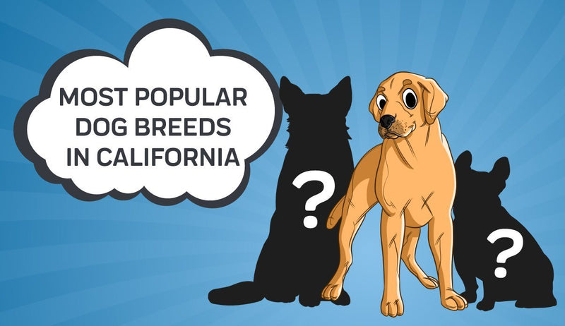 Most Popular Dog Breeds in California