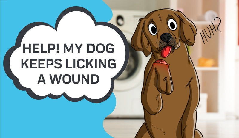 Help! My Dog Keeps Licking a Wound