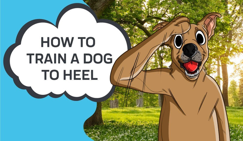 How to Train a Dog to Heel
